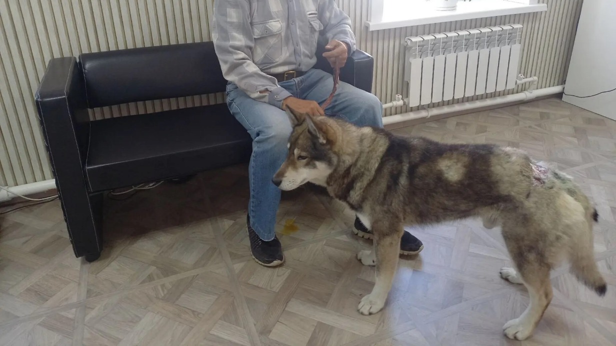 Пес отбил хозяина у медведя на Сахалине и выжил после тяжелых ран