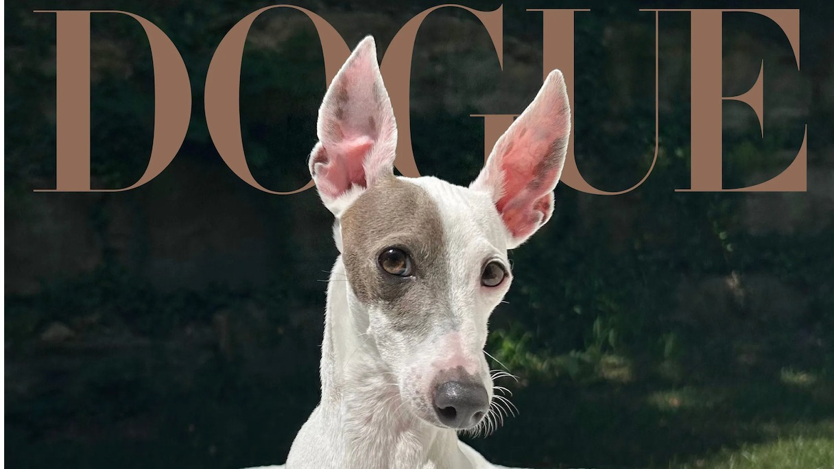 Итальянский грейхаунд стал победителем конкурса Vogue на самую стильную собаку
