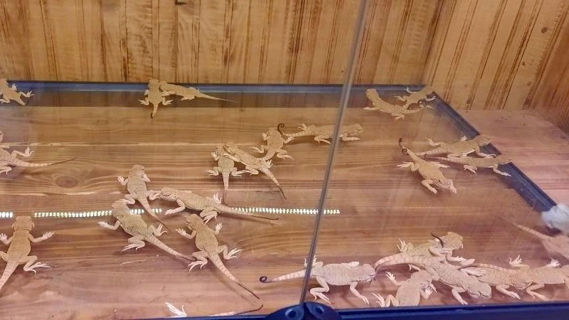 Россиянка попыталась провезти через границу 116 краснокнижных ящериц в куртке