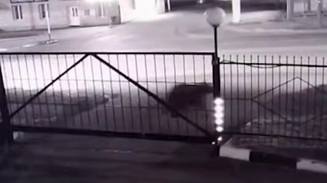 Shot: Крупного агрессивного медведя заметили на улицах Магадана
