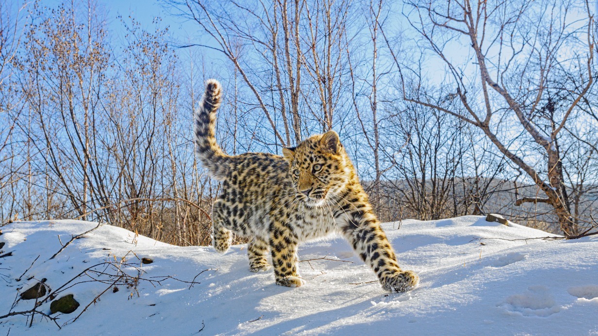 На фото: дальневосточный леопард