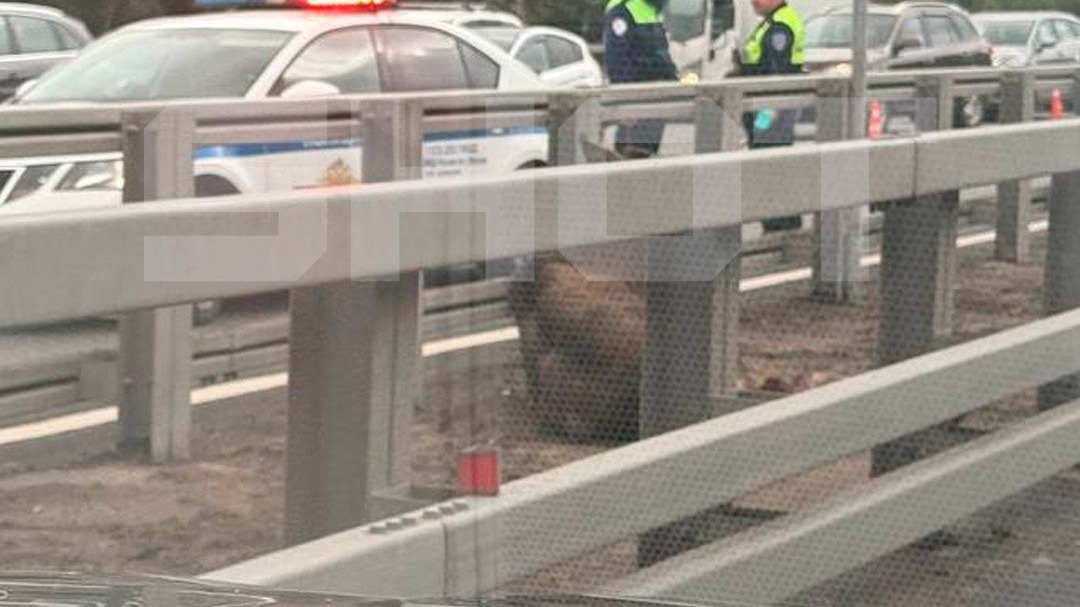 Shot: Раненый лось застрял в отбойнике посреди Киевского шоссе в Москве