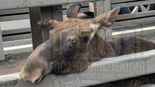 Лось застрял в отбойнике на 23-м километре Киевского шоссе в Москве: предупреждение ГАИ