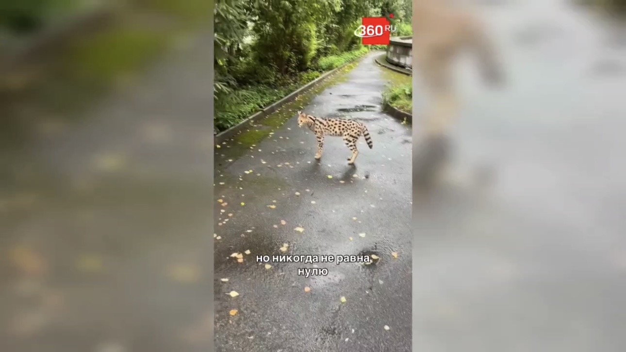 Жительница Петербурга встретила во время прогулки сервала