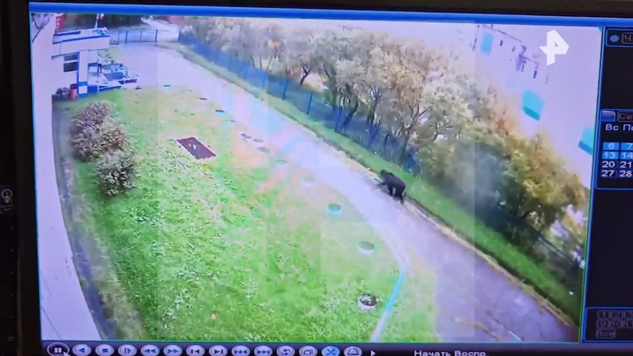 В Сети появились кадры с медведем на территории школы на Камчатке