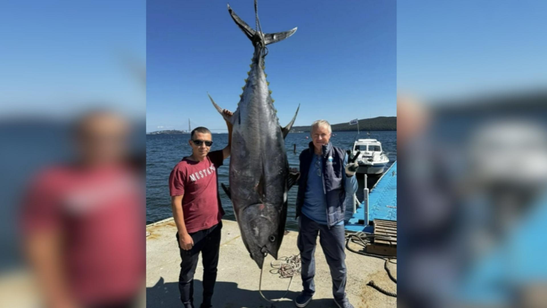 Двухметрового тунца весом 232 килограмма выловили во Владивостоке