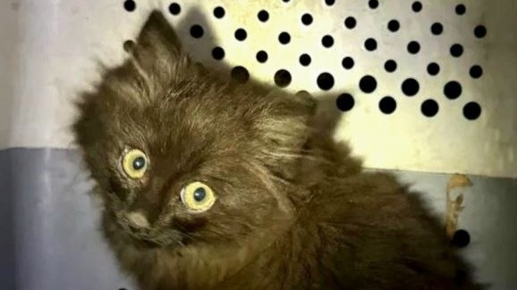 Котенка, застрявшего под капотом машины каршеринга, спасли в Москве