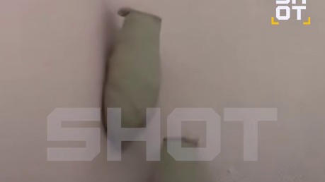 Shot: Осы-убийцы, строящие гнезда из живых пауков, поселились у жительницы Сочи