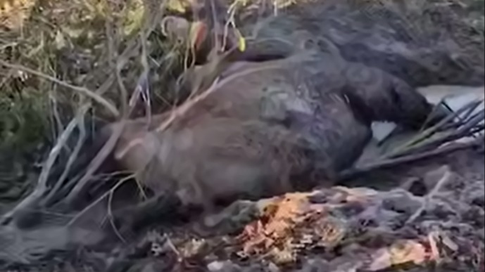 Полумертвого и кричавшего от боли верблюда нашли в канаве в Ленобласти