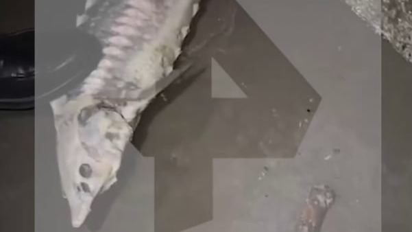 Мертвых тюленей и красную рыбу обнаружили на берегу Каспийского моря