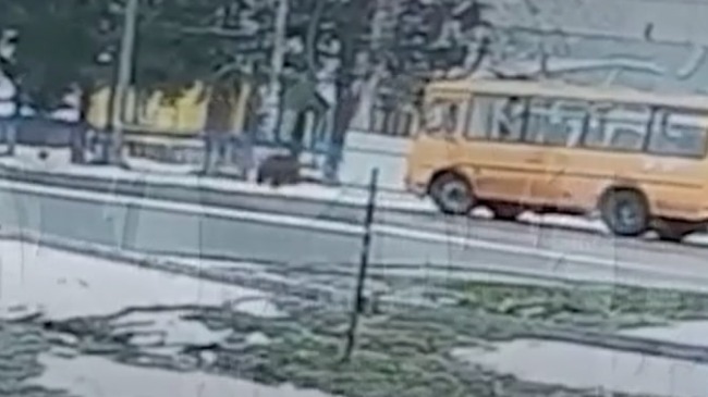 Медведь выбежал к остановке со школьным автобусом в Красноярском крае