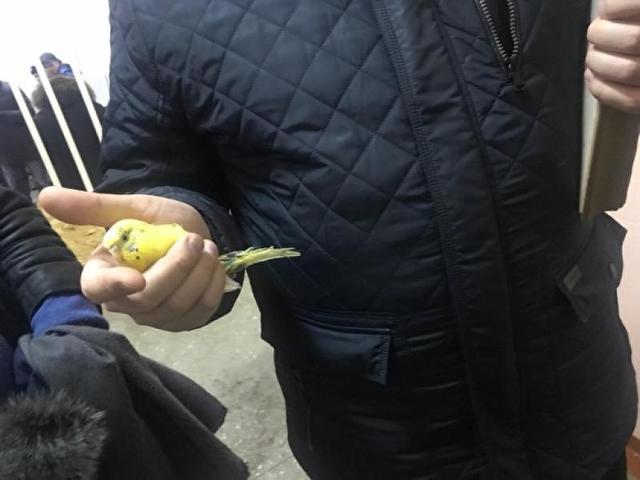 Кошке и попугаю удалось выжить после взрыва в Магнитогорске