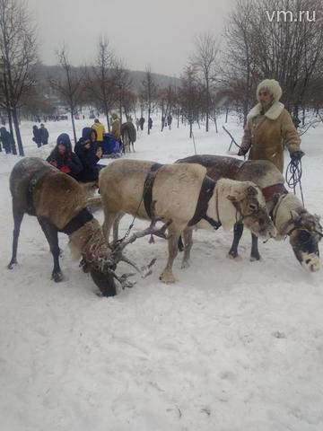  Погонщик оленей Алик и его упряжка