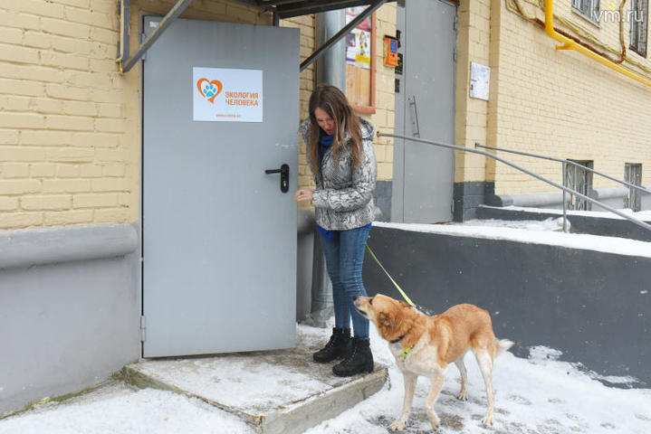 Основная проблема в приютах Москвы связана с регулированием численности животных