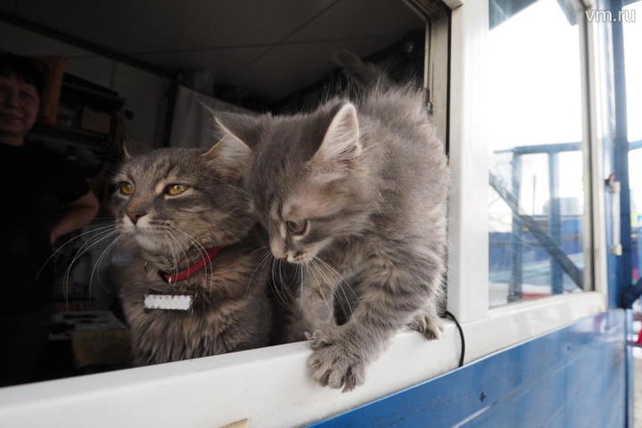 Котенок Кузя и его мама Люся живут на стройке
