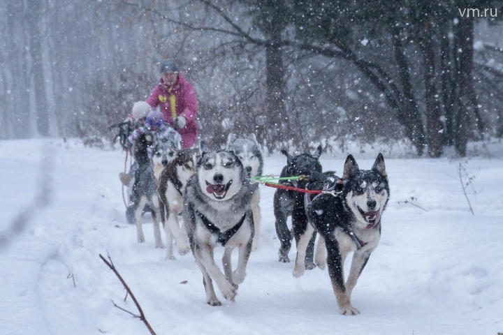 Хелена Юрша управляет упряжкой ездовых собак в Измайловском парке