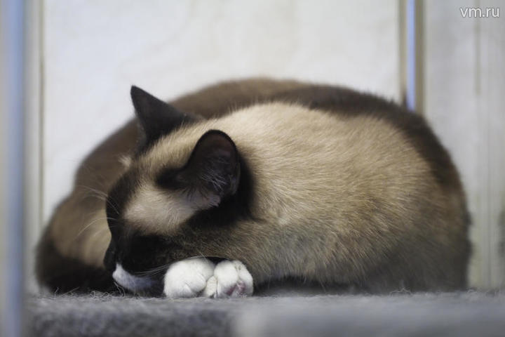 Ветеринары рассказали, почему коты любят спать на своих хозяевах