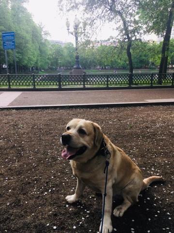 Первым «клиентом» корреспондента «ВМ» стал лабрадор по кличке Крым (на фото)