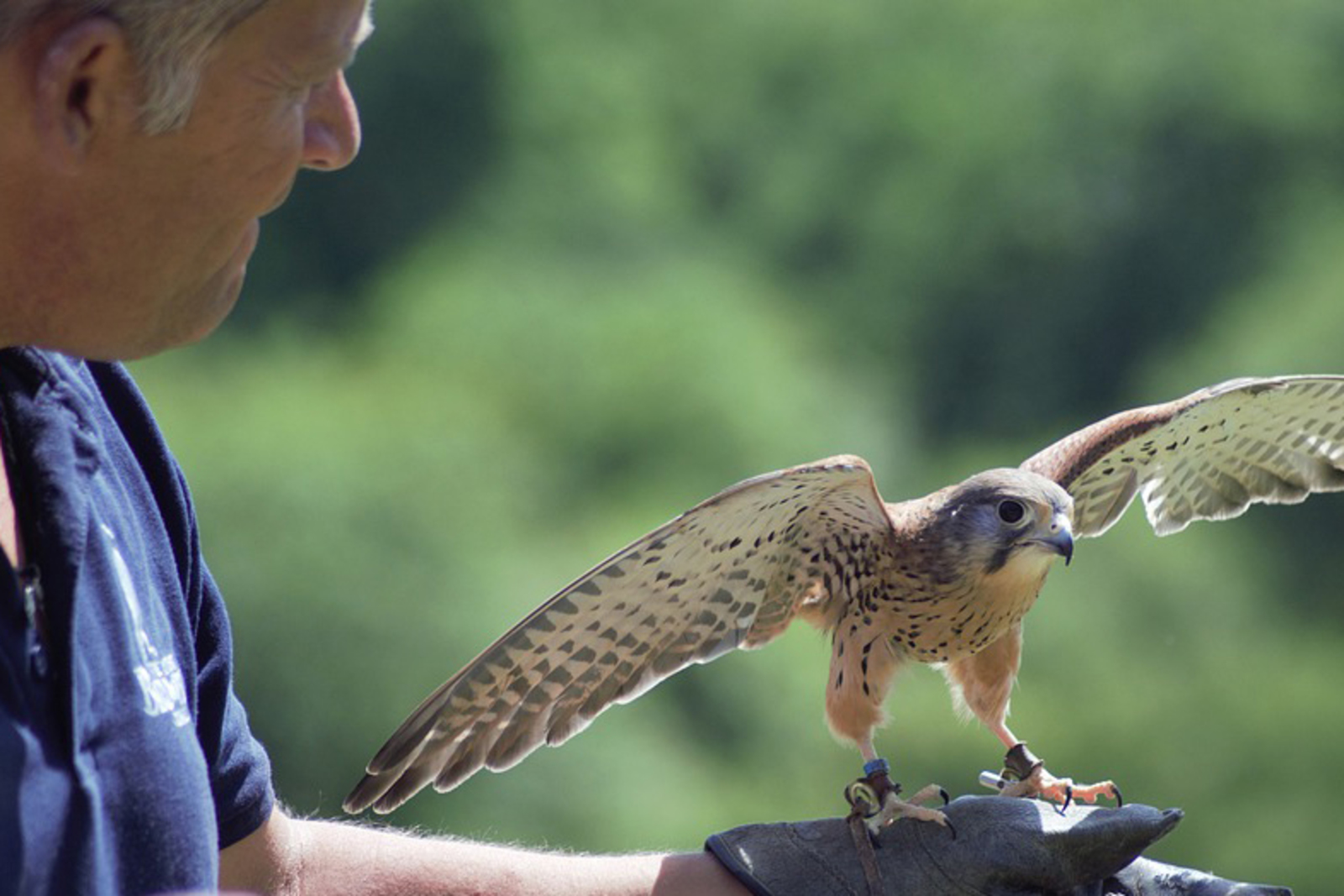 Орнитолог предложил привлекать хищных птиц к отпугиванию чаек в аэропортах