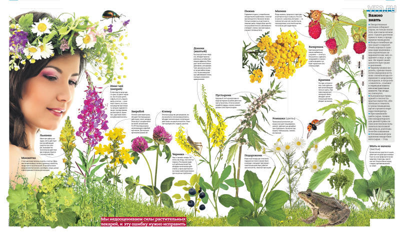 Терапевт рассказала, какие лекарственные травы заготовить на зиму